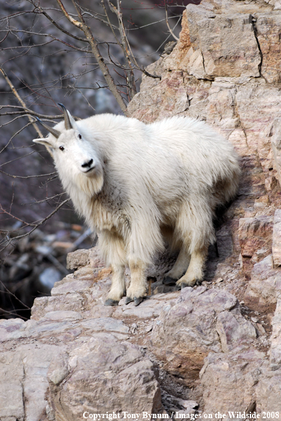 Billy Mountain Goat