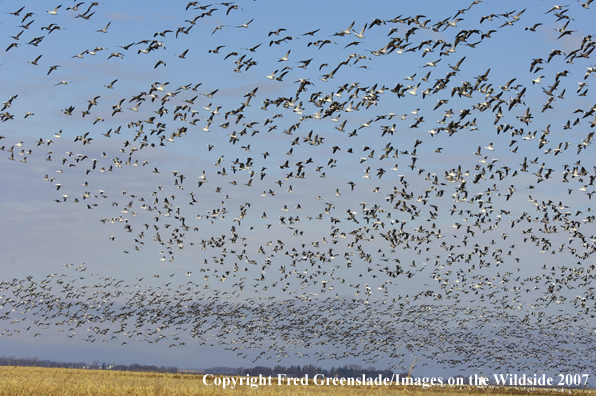 Snow geese flock