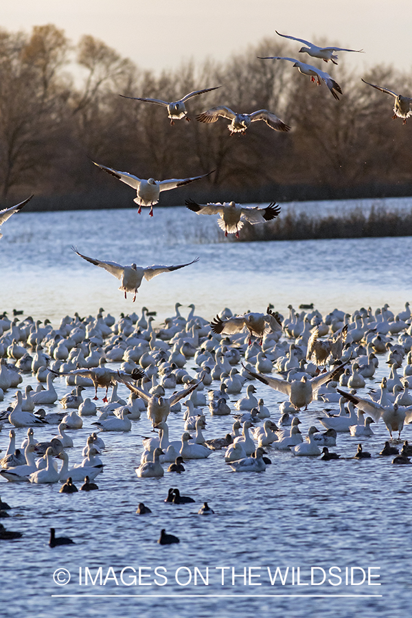 Snow geese in flight.