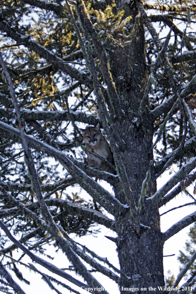 Treed Mountian Lion. 