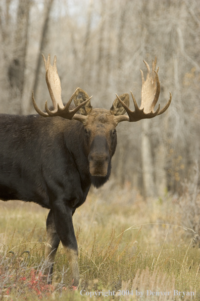 Shiras bull moose in Rocky Mountains.