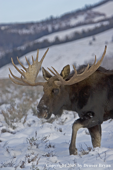 Shiras bull moose walking in habitat.