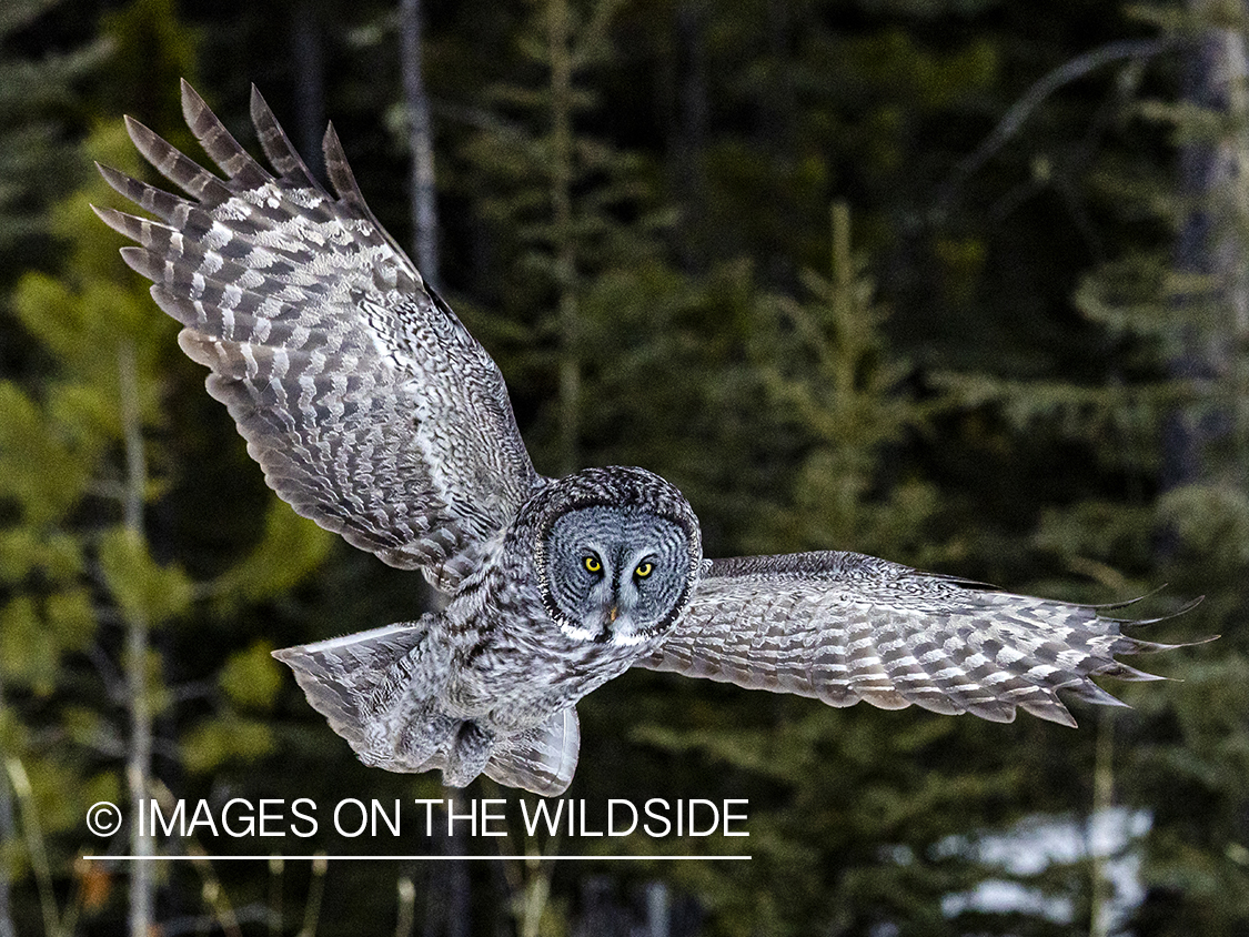 Great Grey Owl in habitat.