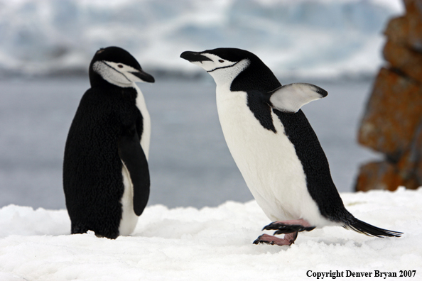 Chinstrap penguin in habitat