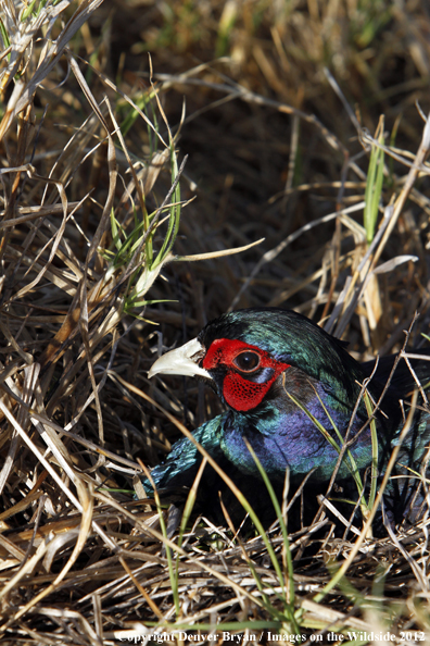 Ring-necked (Blue Phase) pheasant. 