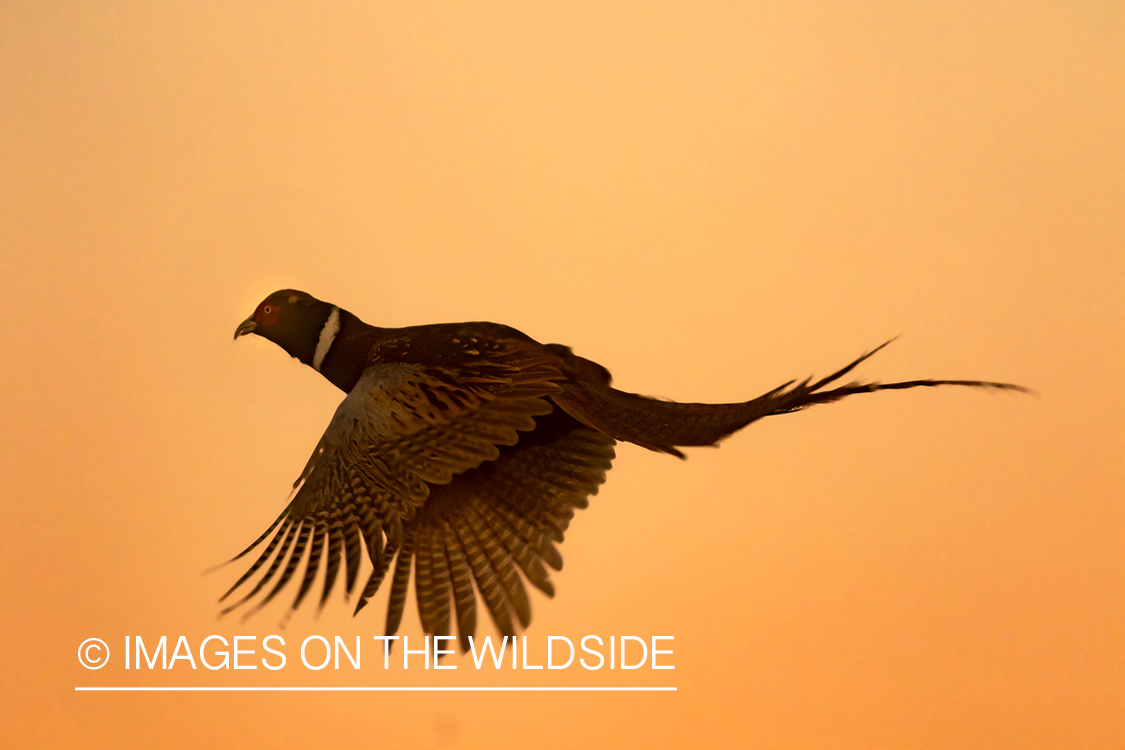 Ring-necked pheasant in flight.