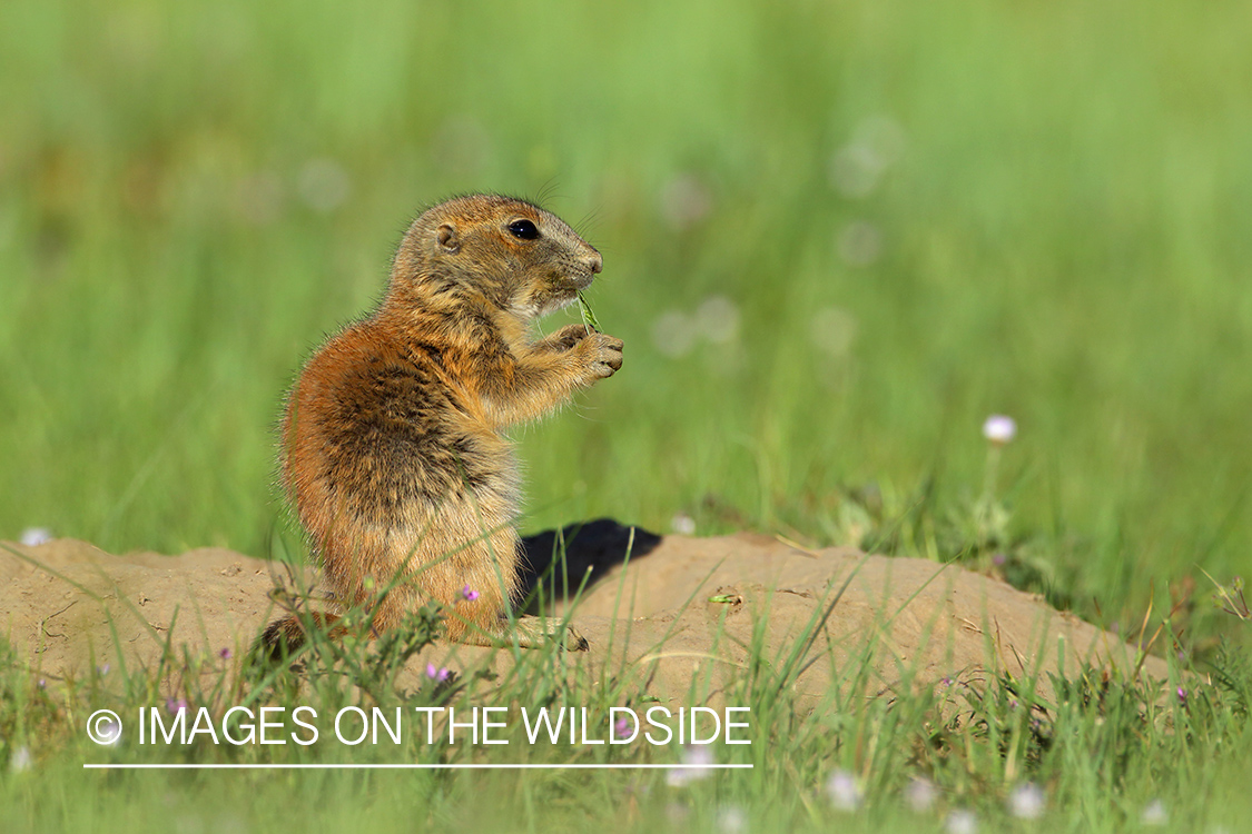 Prairie dog pup habitat.