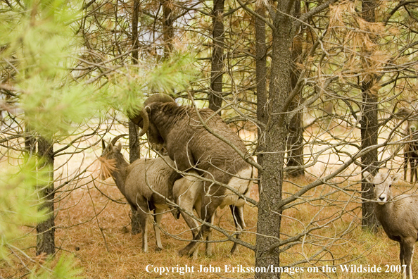 Rocky Mountain Big Horn Sheep in habitat