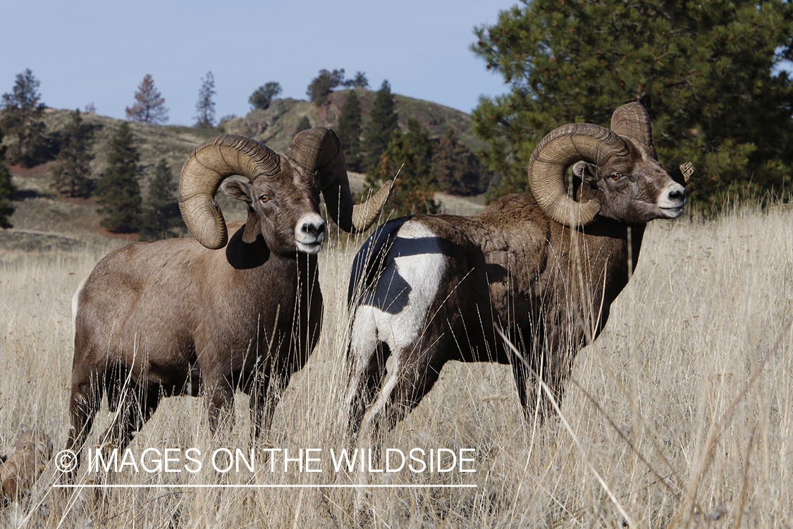 Rocky Mountain bighorn sheep in field.