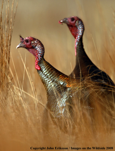 Eastern Wild Turkeys