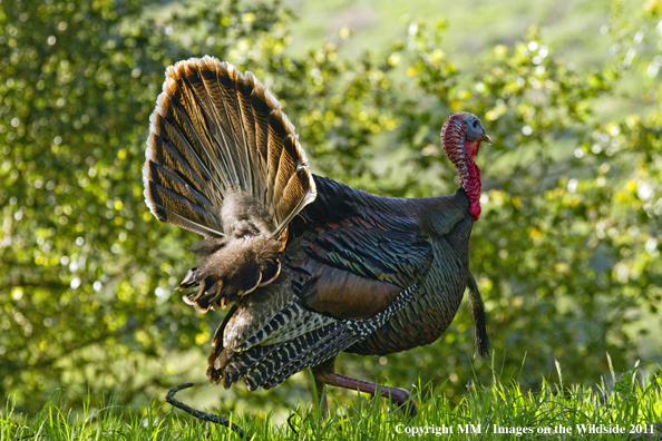 Eastern Wild Turkey in habitat. 