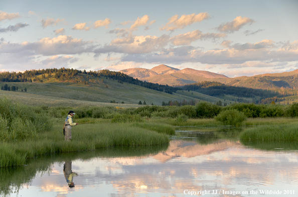 Flyfishing on Maple Creek, Yellowstone National Park. 