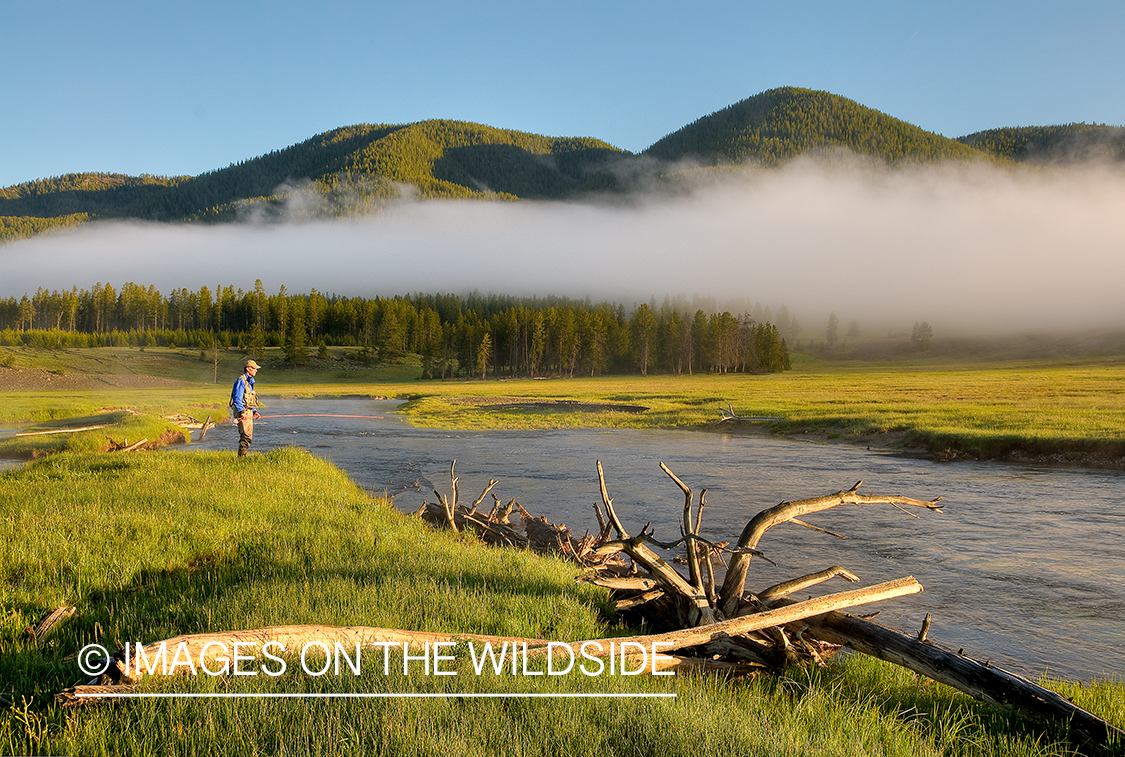 Flyfisherman on Gibbon River, YNP.