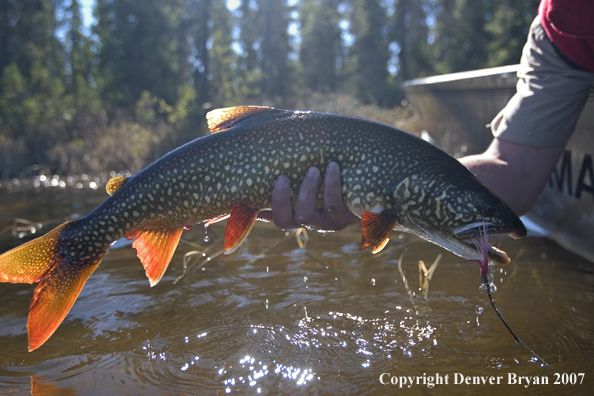 Fisherman with Lake Trout.  Close up of trout.