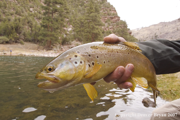 Brown trout being released by fisherman.