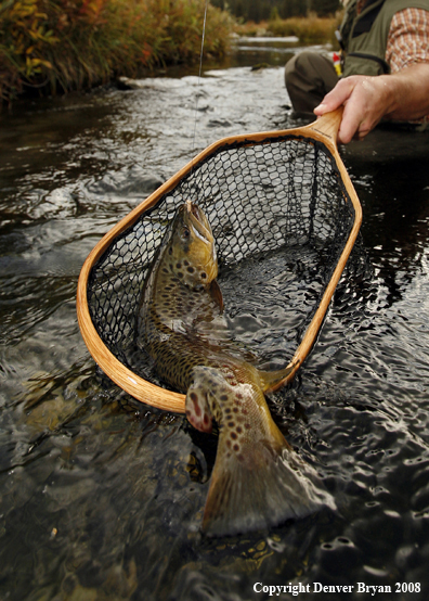 Flyfisherman Landing Brown Trout