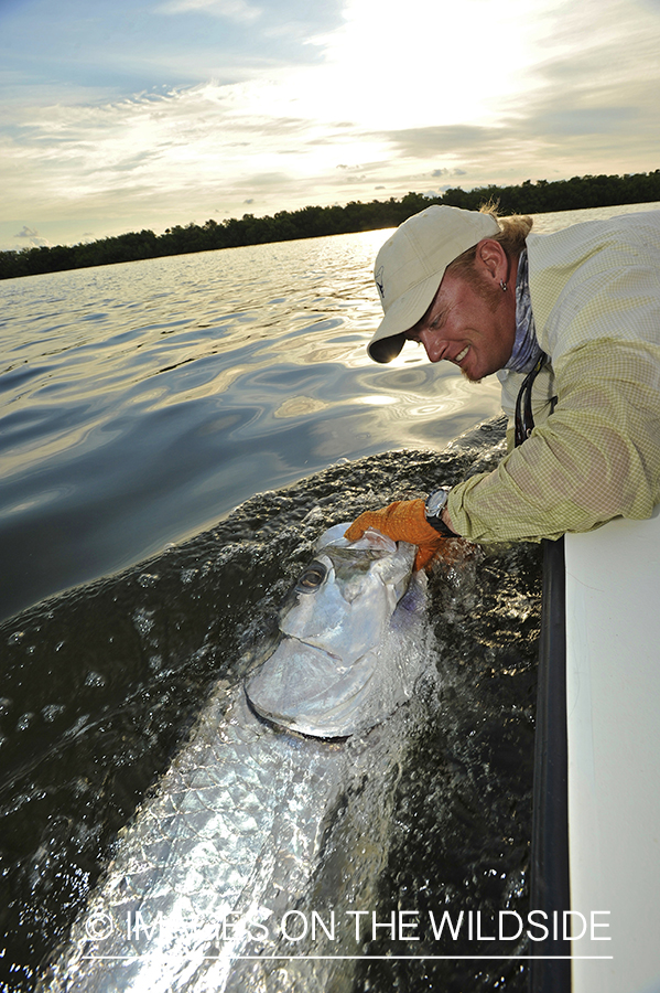 Flyfisherman releasing tarpon.
