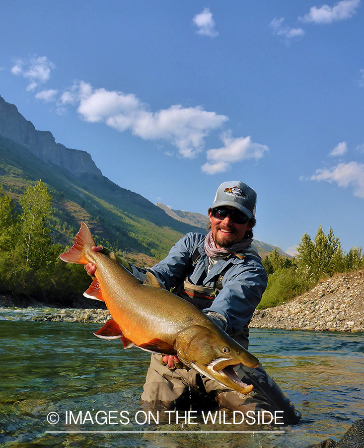 Flyfisherman releasing bull trout.