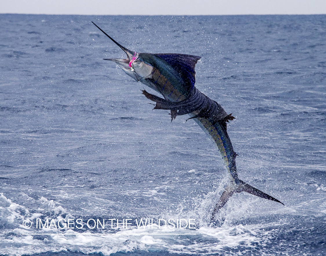 Sailfish jumping out of water.