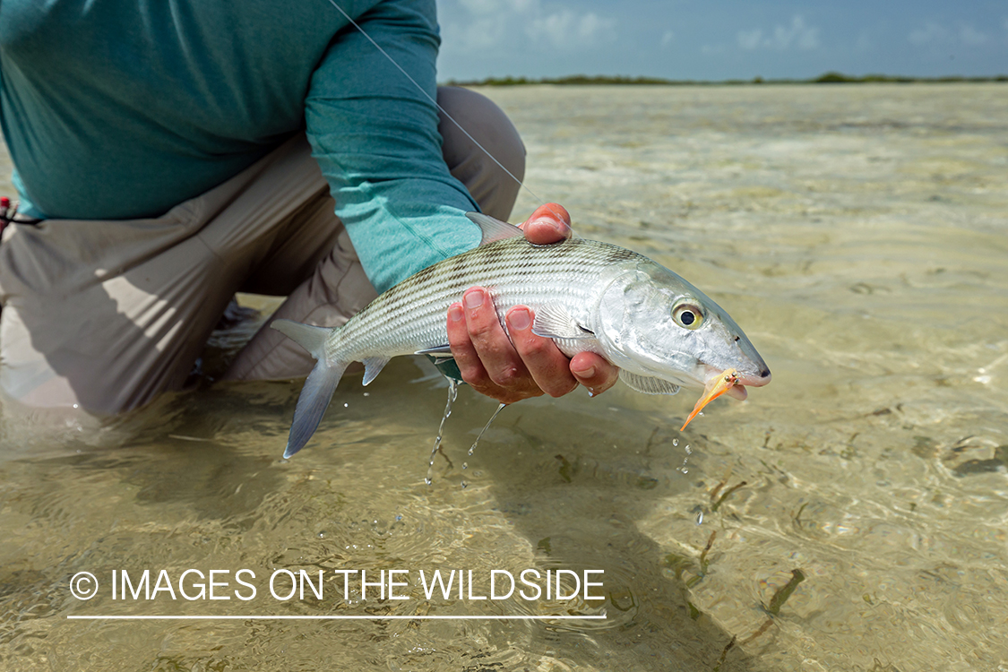 Flyfisherman releasing Bonefish.