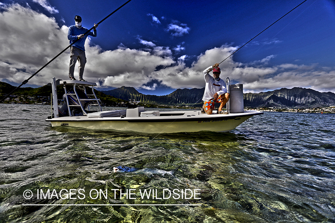 Saltwater flyfisherman fighting bonefish from flats boat, in Hawaii. (HDR)