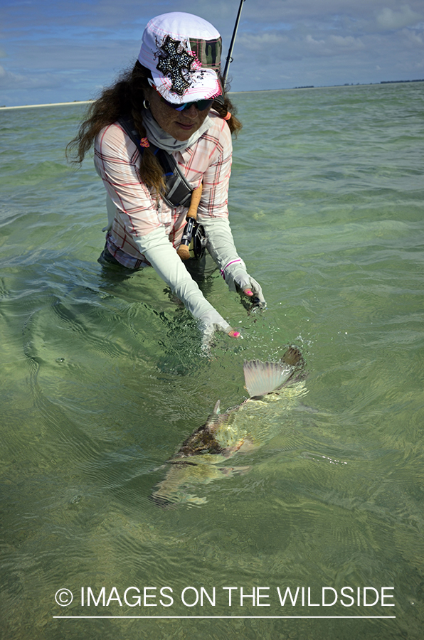 Woman releasing Peachy Triggerfish.