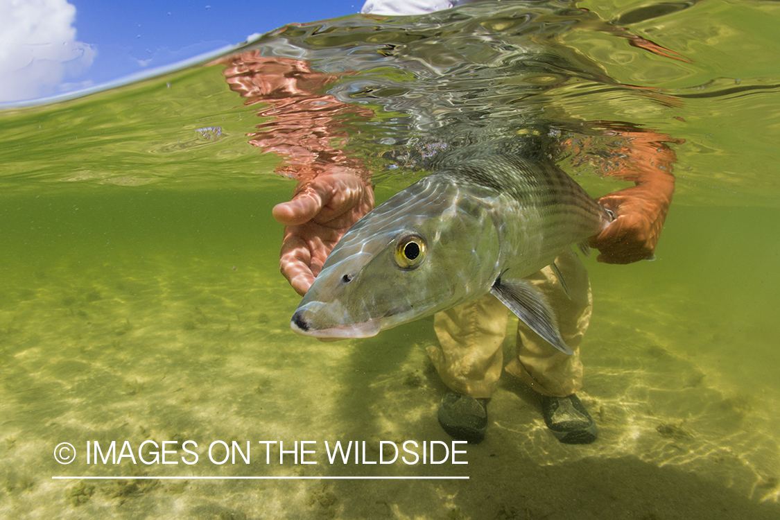 Flyfisherman releasing bonefish.