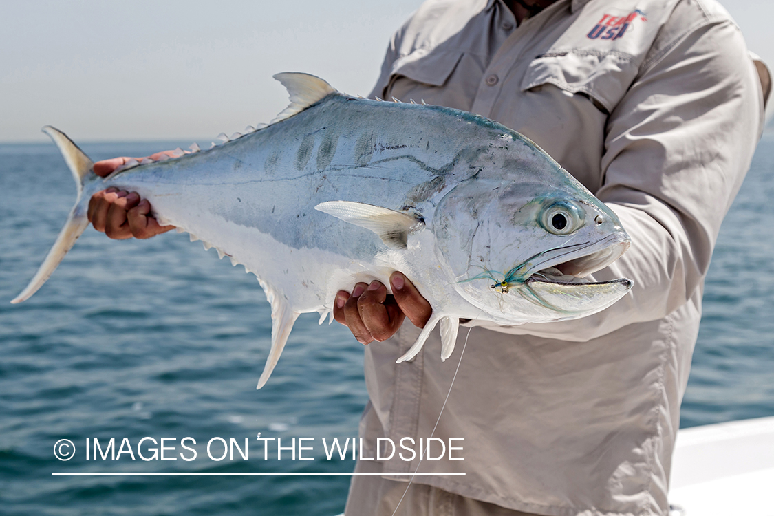 Flyfishing for queenfish off the coast of Dubai, UAE.