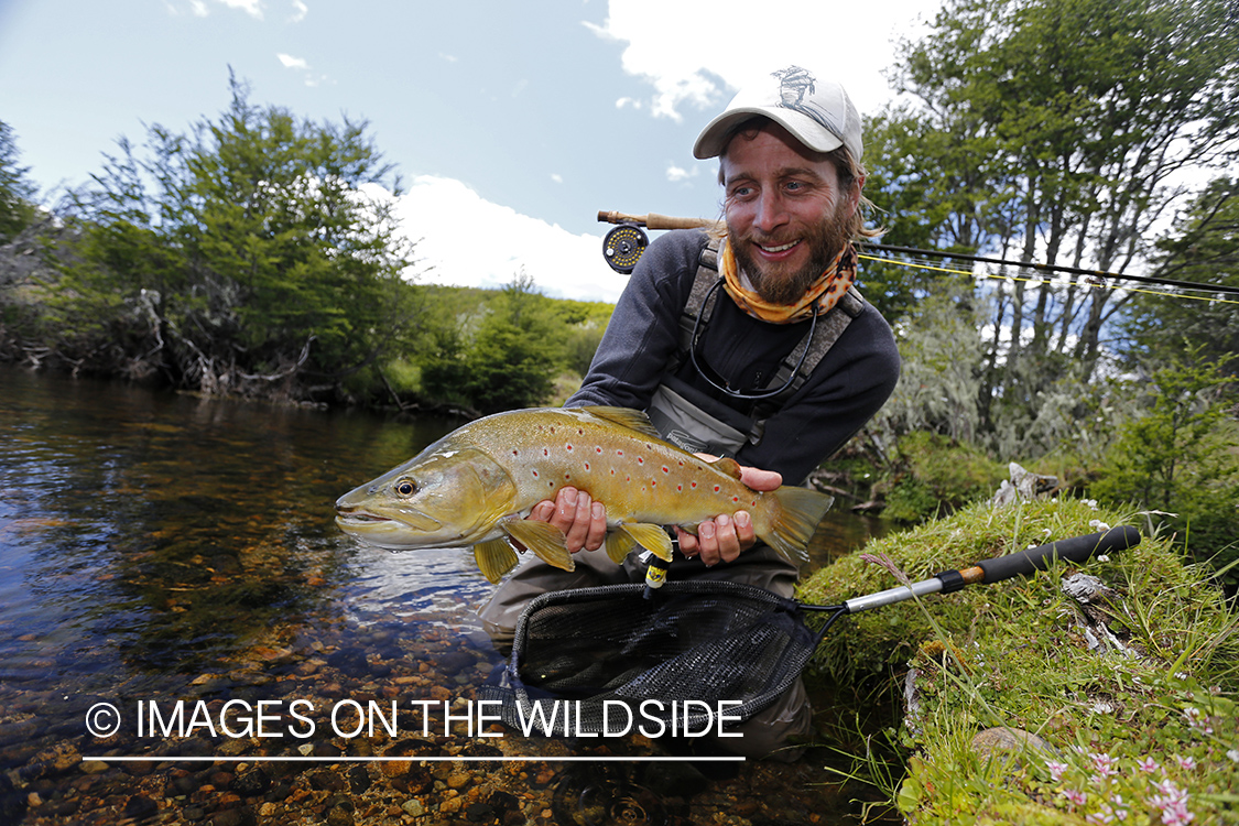 Flyfisherman releasing brown trout.