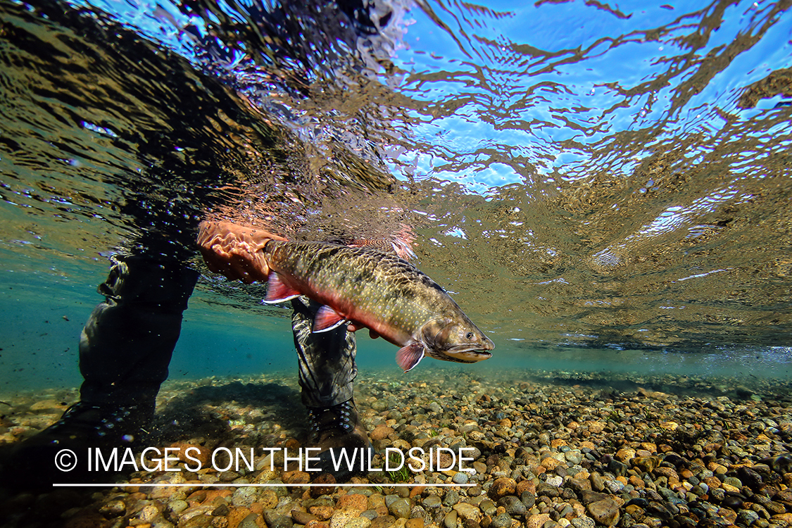 Flyfisherman releasing brook trout.