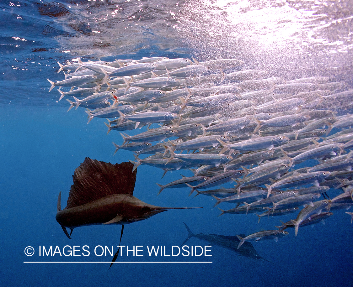 Sailfish hunting bait fish in open ocean.