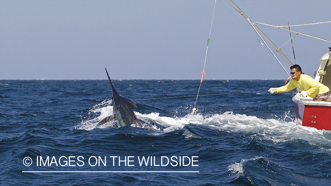 Deep sea fisherman fighting jumping marlin.