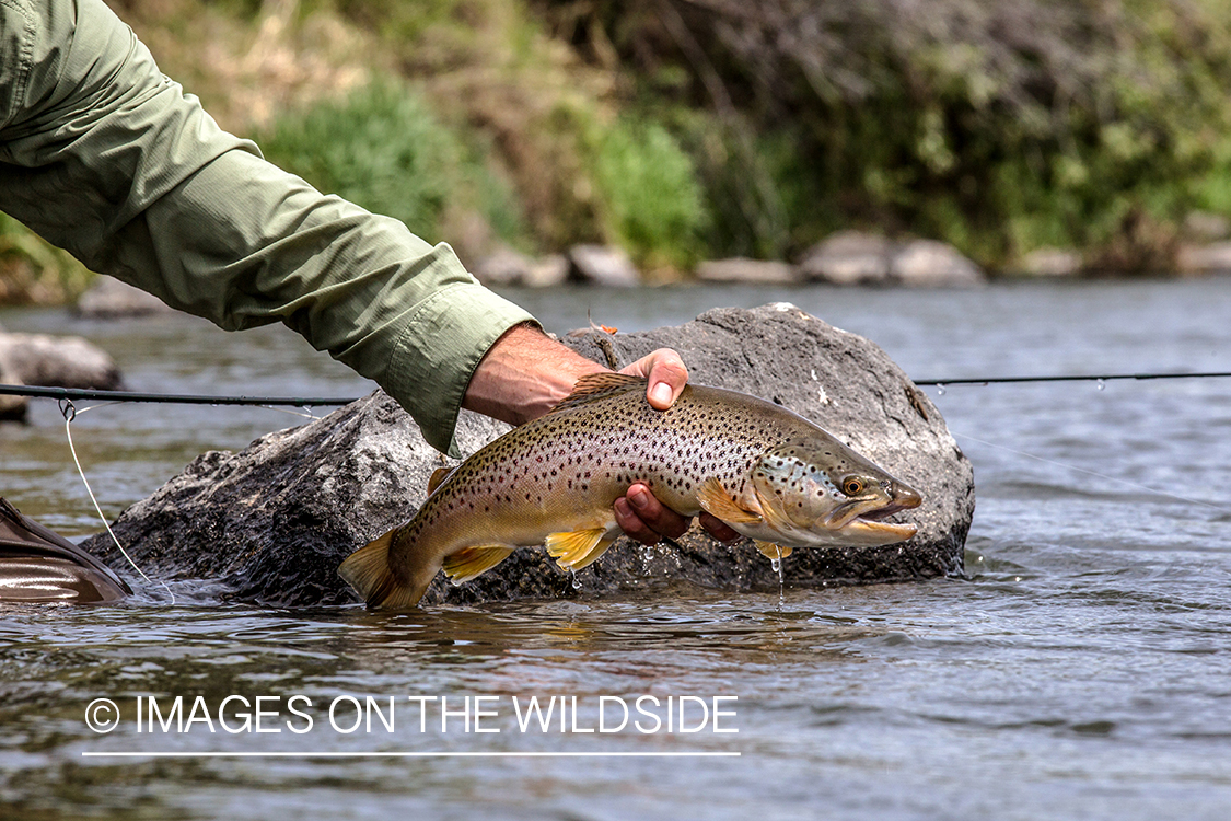 Flyfisherman releasing brown trout.