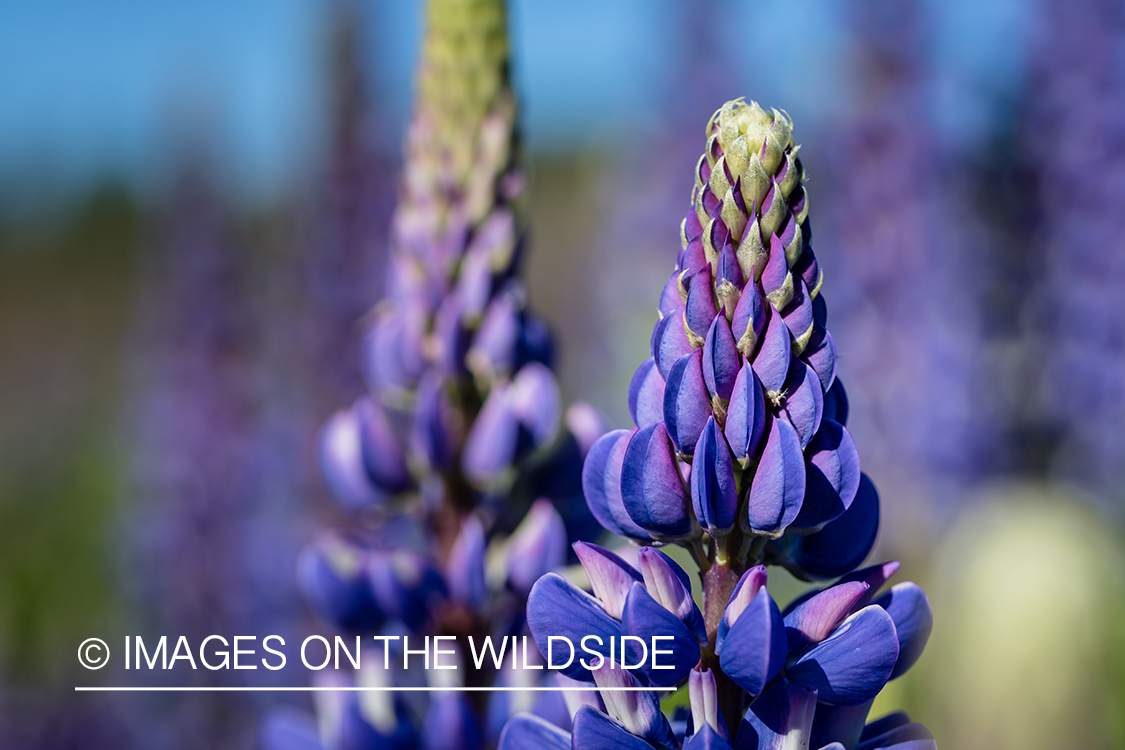 Close-up of lupins.