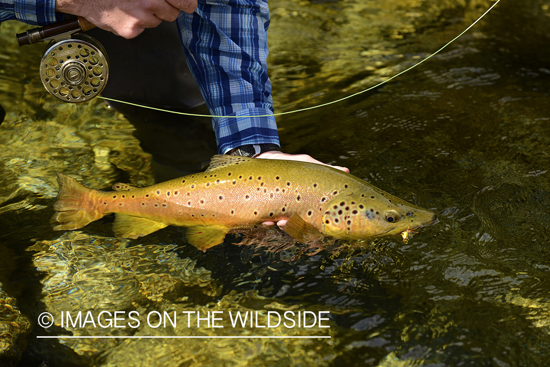 Fisherman releasing fish.