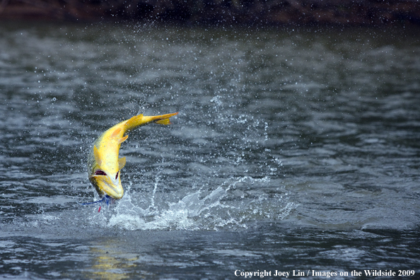 Leaping Golden Dorado