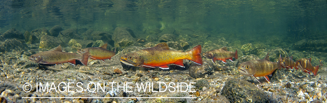 Brook trout in Montana.