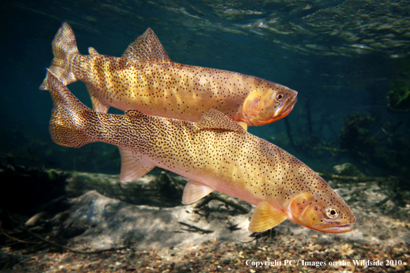 Western SlopeCutthroat Trout