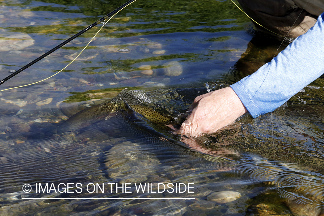 Flyfisherman with rainbow trout.