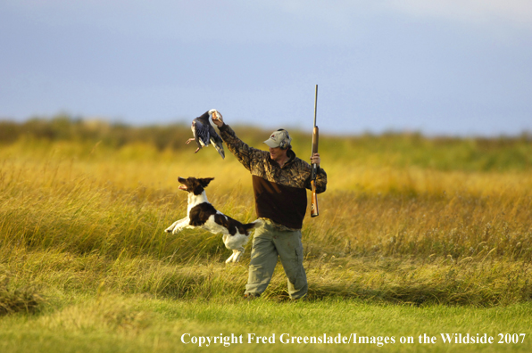 Waterfowl hunter and springer with bagged snow goose