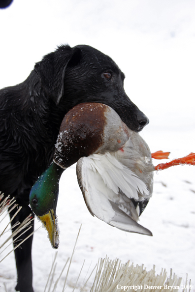 Black lab waterfowl hunting.