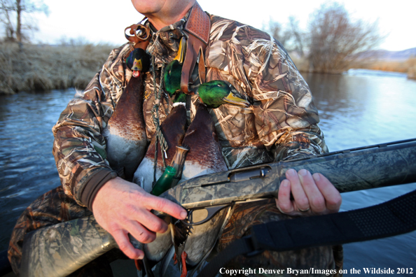 Duck hunter with bagged mallards and duck calls. 