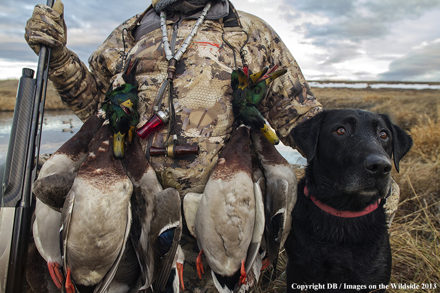 Waterfowl hunter and black labrador retriever with bagged waterfowl.