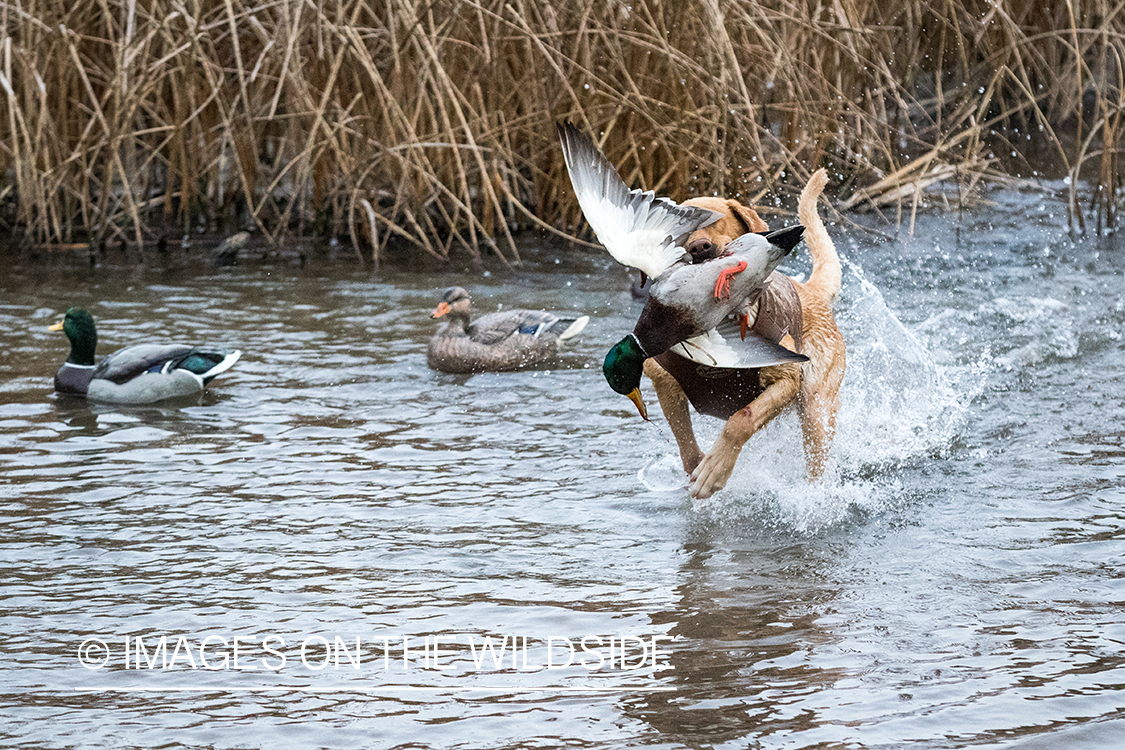 Yellow Lab retrieving bagged duck.