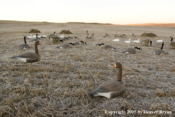 Goose hunters in blind in field of decoys.