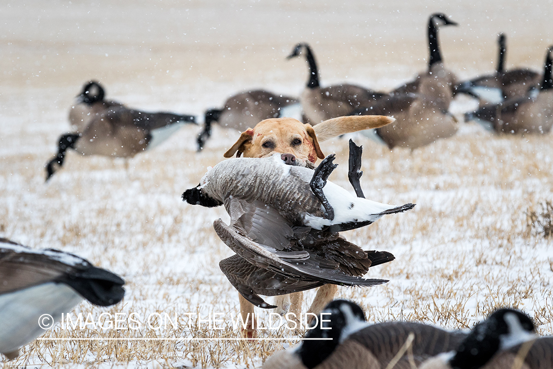 Lab retrieving Canada goose.