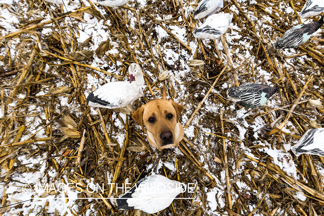 Yellow lab in field with decoys. 