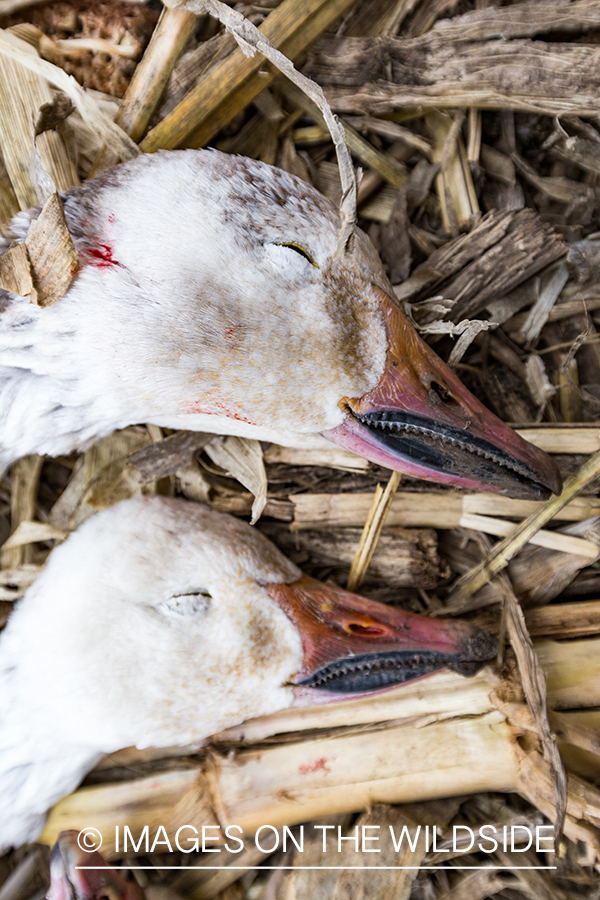 Bagged snow geese.