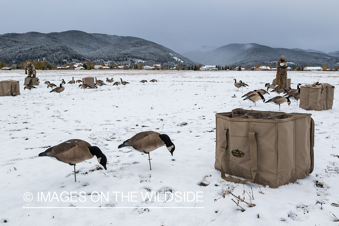 Hunters picking up decoys.