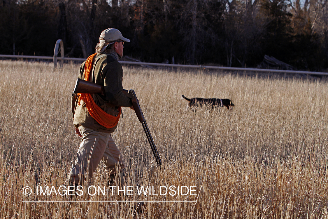 Pheasant hunter in field.